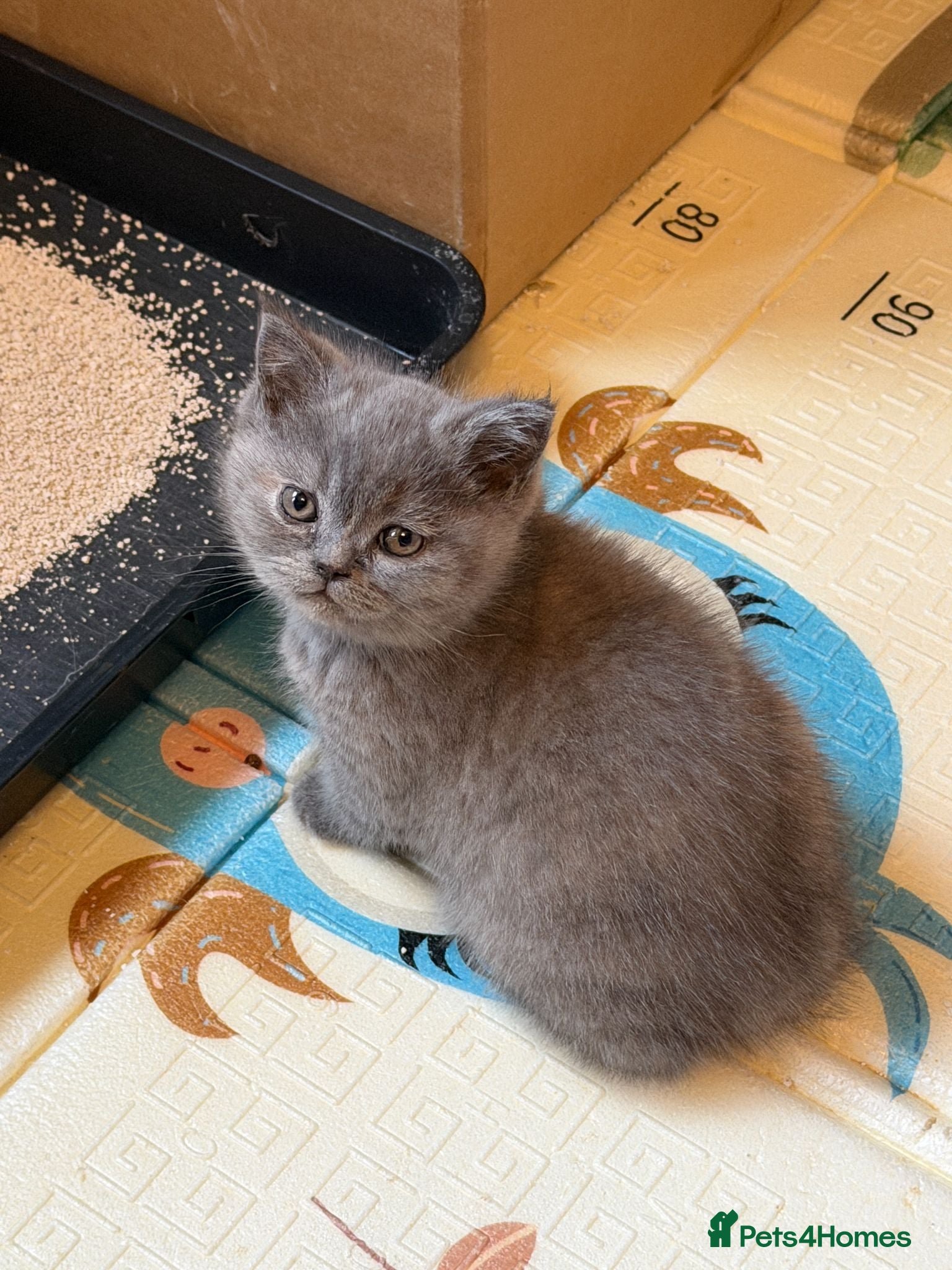 British Shorthair cats British Shorthair Kittens for Sale - Advert 14