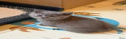 British Shorthair cats for sale: British Shorthair Kittens for Sale - Advert 1