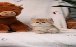 British Shorthair cats for sale: ❤️ British shorthair kittens  - Advert 4