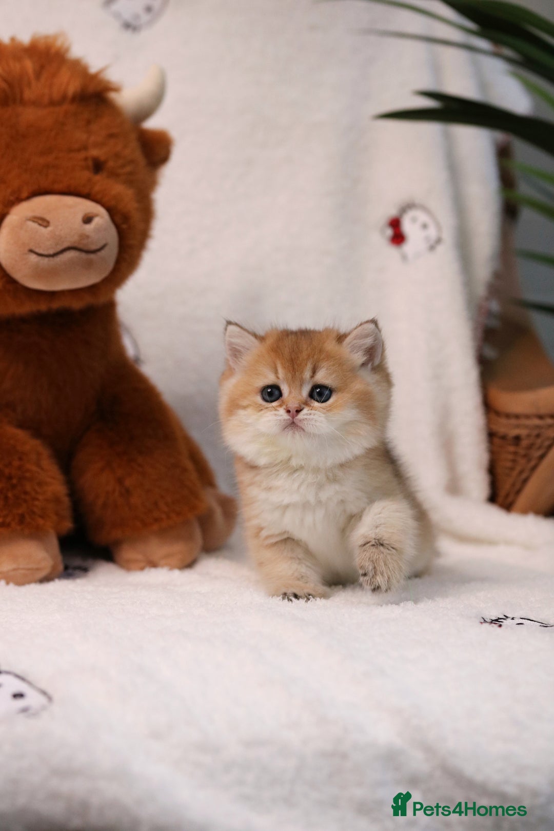 British Shorthair cats for sale: ❤️ British shorthair kittens  - Advert 4