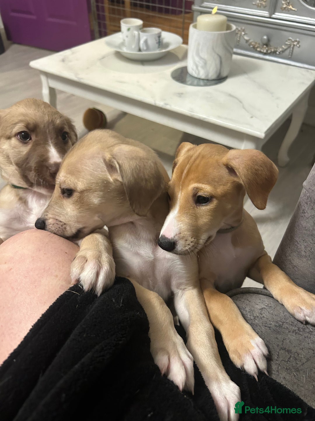 Mixed Breed dogs for sale: Salukigrey/bullgrey hound - Advert 14