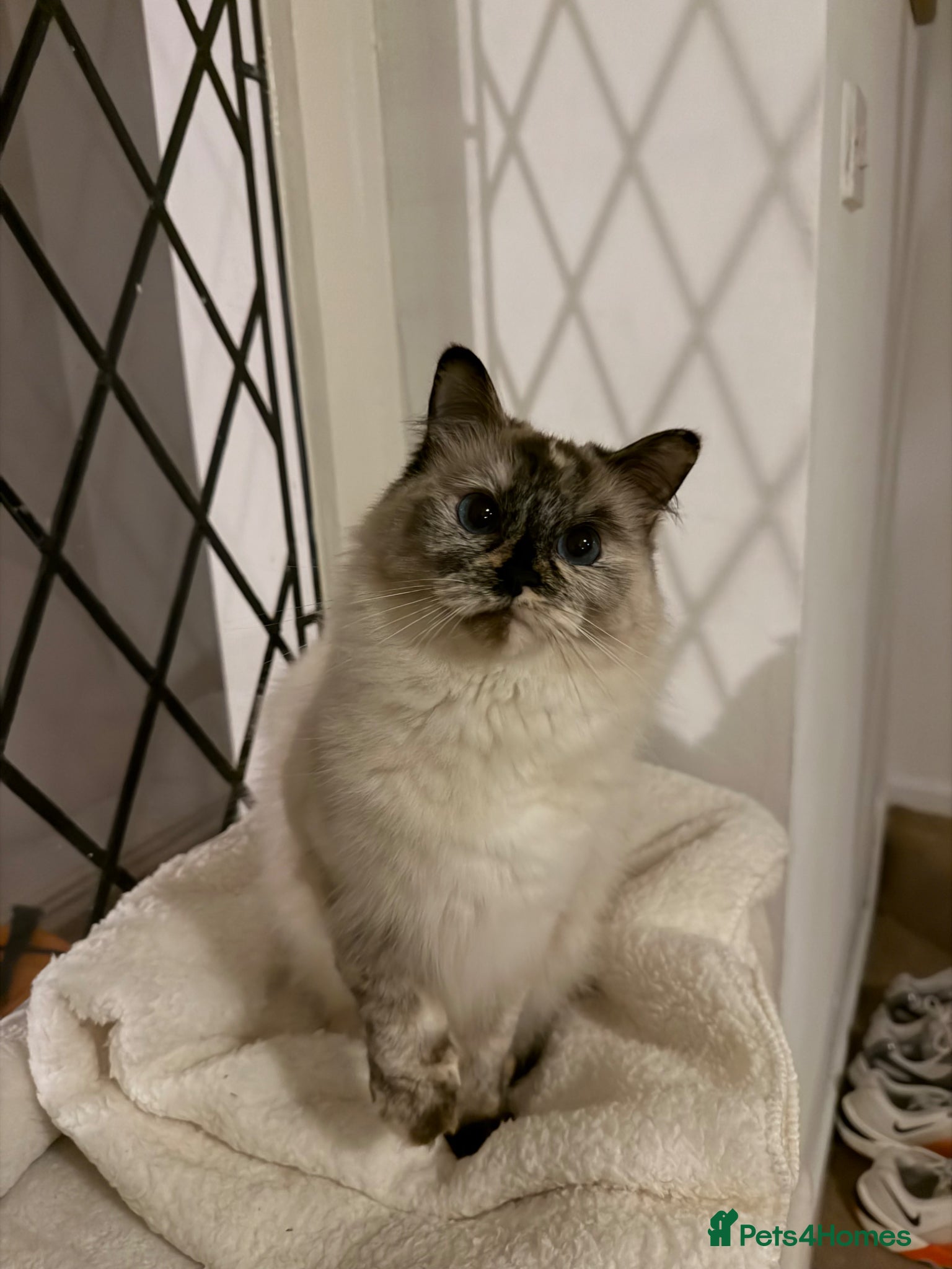 Ragdoll cats Torti ragdoll  - Advert 14