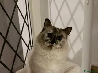 Ragdoll cats Torti ragdoll - Advert 14