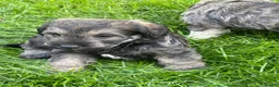 Schnoodle dogs for sale: Gorgeous Schnoodle Puppies  - Advert 24