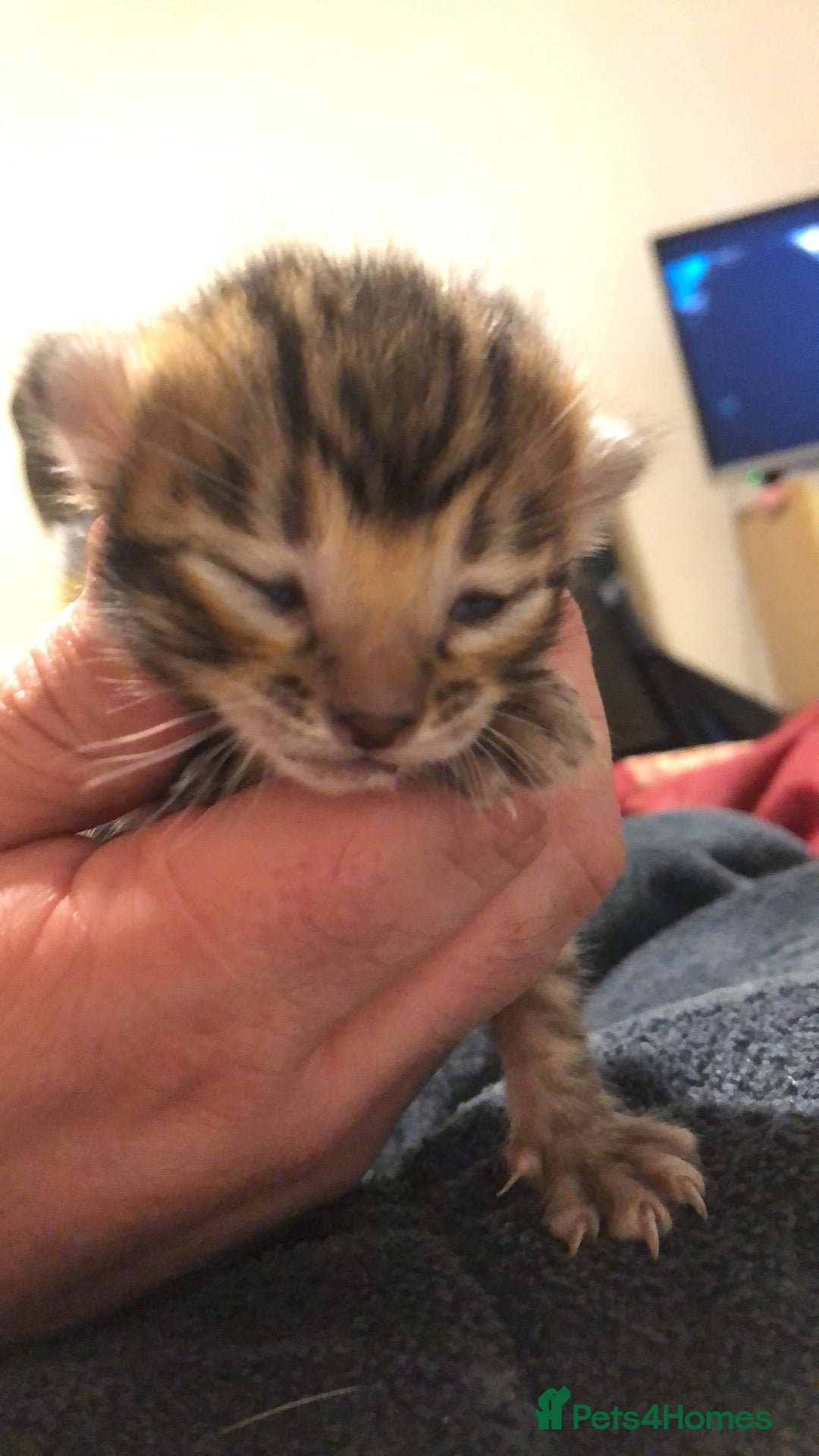 Bengal cats for sale: Little Bengal girl in Liskeard - Advert 4