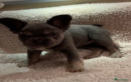 French Bulldog dogs for sale: Beautiful Fluffy Frenchie Pups - Advert 17