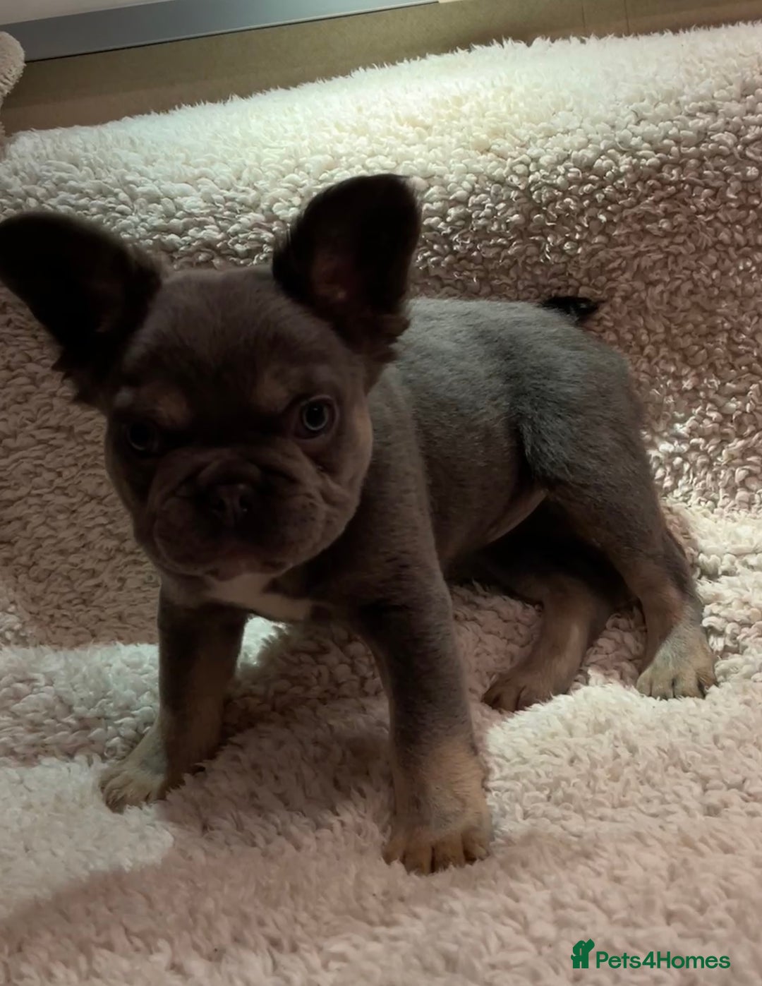 French Bulldog dogs for sale: Beautiful Fluffy Frenchie Pups - Advert 17