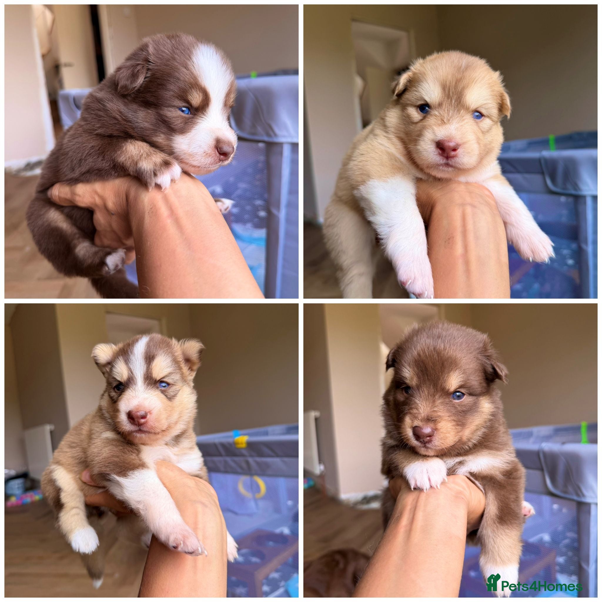 Pomsky dogs Stunning F3 Rare Chocolate Pomskies Health Tested - Advert 18