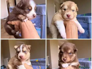 Pomsky dogs Stunning F3 Rare Chocolate Pomskies Health Tested - Advert 18