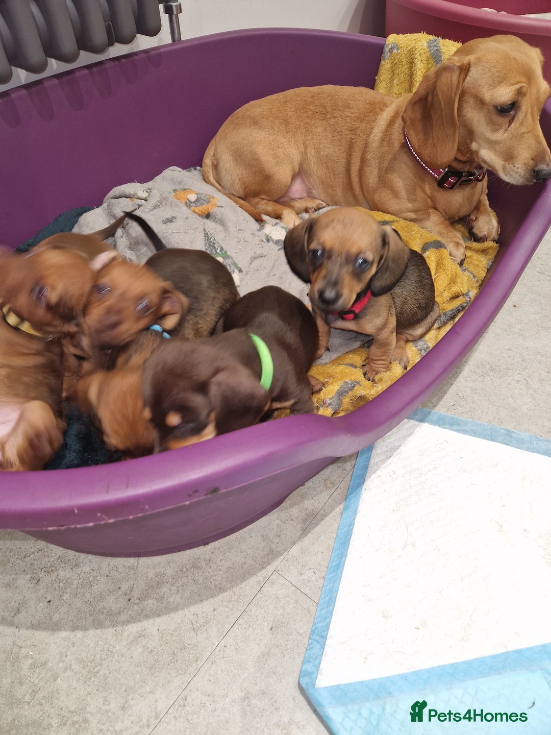 Dachshund dogs for sale: Littre of 7 Dachshund puppies ONLY 1 GIRLS LEFT !! - Advert 4