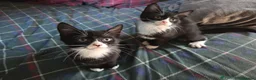 Mixed Breed cats for sale: Tuxedo Kittens Ready For a Home - Advert 13