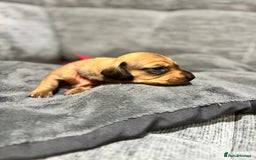 Miniature Dachshund dogs for sale: Beautiful Miniature Dachshund Puppies - Image 19