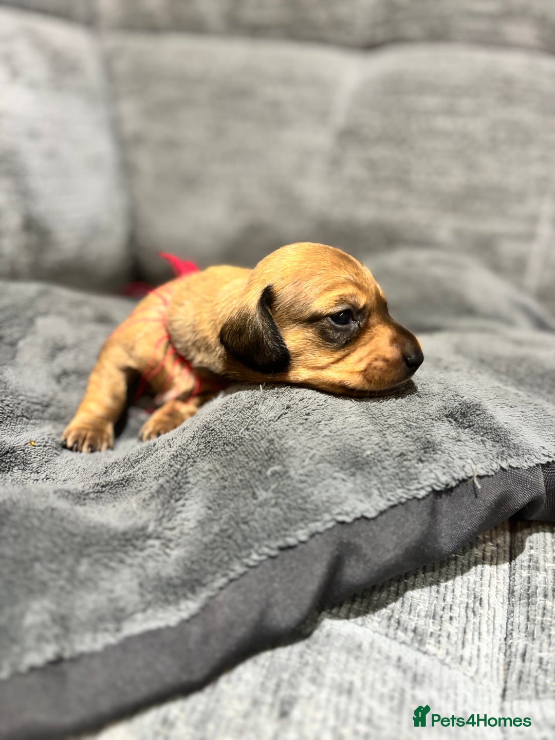 Miniature Dachshund dogs for sale: Beautiful Miniature Dachshund Puppies - Image 19