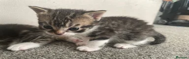 Mixed Breed Kitten 4