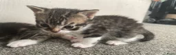 Mixed Breed cats for sale: Loving kittens for sale  - Advert 3