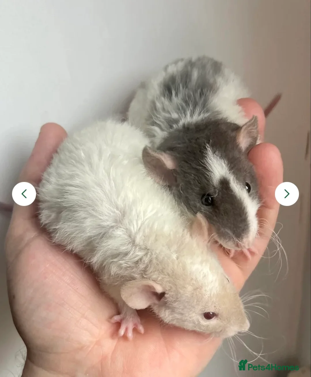 Rat rodents for sale: JAN 26’ UPDATE! 🐭Dumbo Rex & Straight Coat Rats🐭 - Advert 8