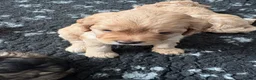 Cavapoo dogs for sale: Cavapoos health tested parents - Advert 5