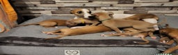 Whippet dogs for sale: These Adorable pups are needing a forever home. - Advert 14