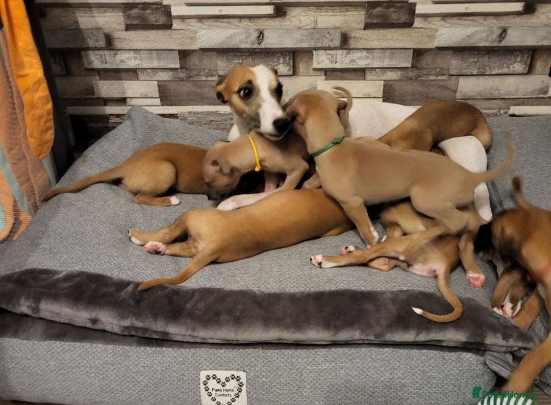 Whippet dogs for sale: These Adorable pups are needing a forever home. - Advert 14