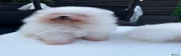 Pomeranian dogs for sale: Pomeranians  in Sheffield - Advert 3