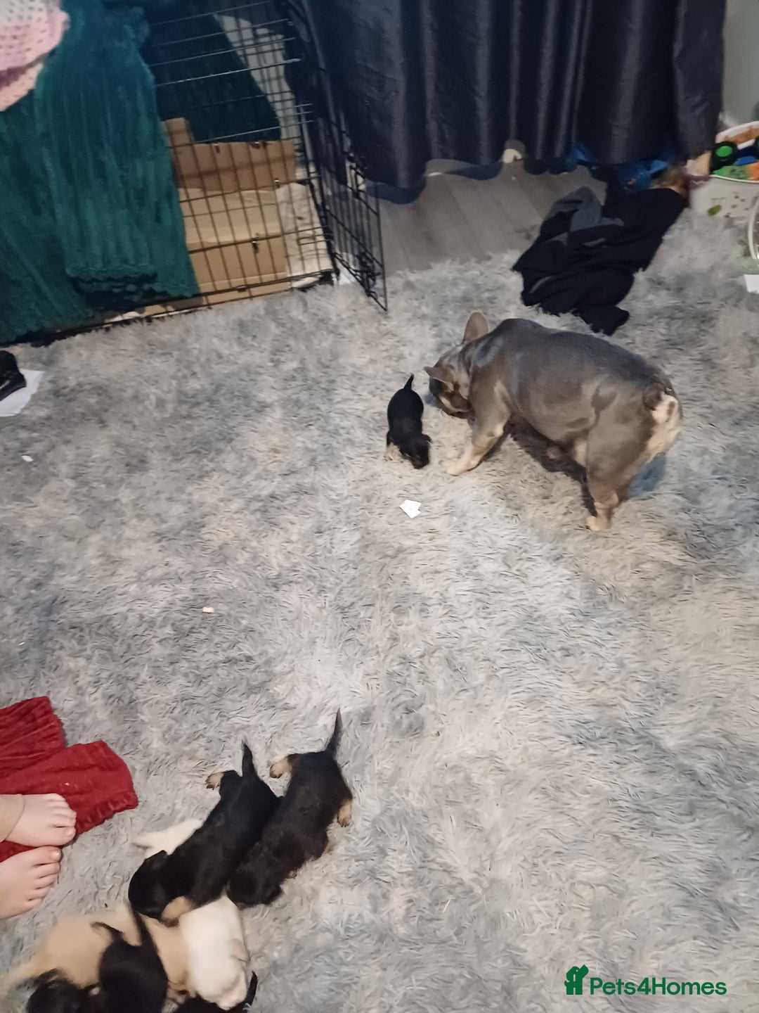 Mixed Breed dogs for sale: Froodle pups for sale  - Image 12