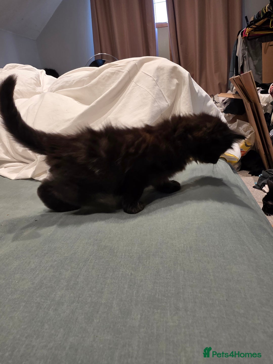 British Longhair cats for sale: 7 kittens boys and girls. British longhair cross  - Image 31