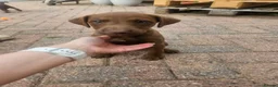 Patterdale Terrier dogs for sale: Chocolate Patterdale Terriers - Advert 9