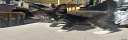 Mixed Breed cats for sale: Short haired black, black and white male kittens  - Advert 5
