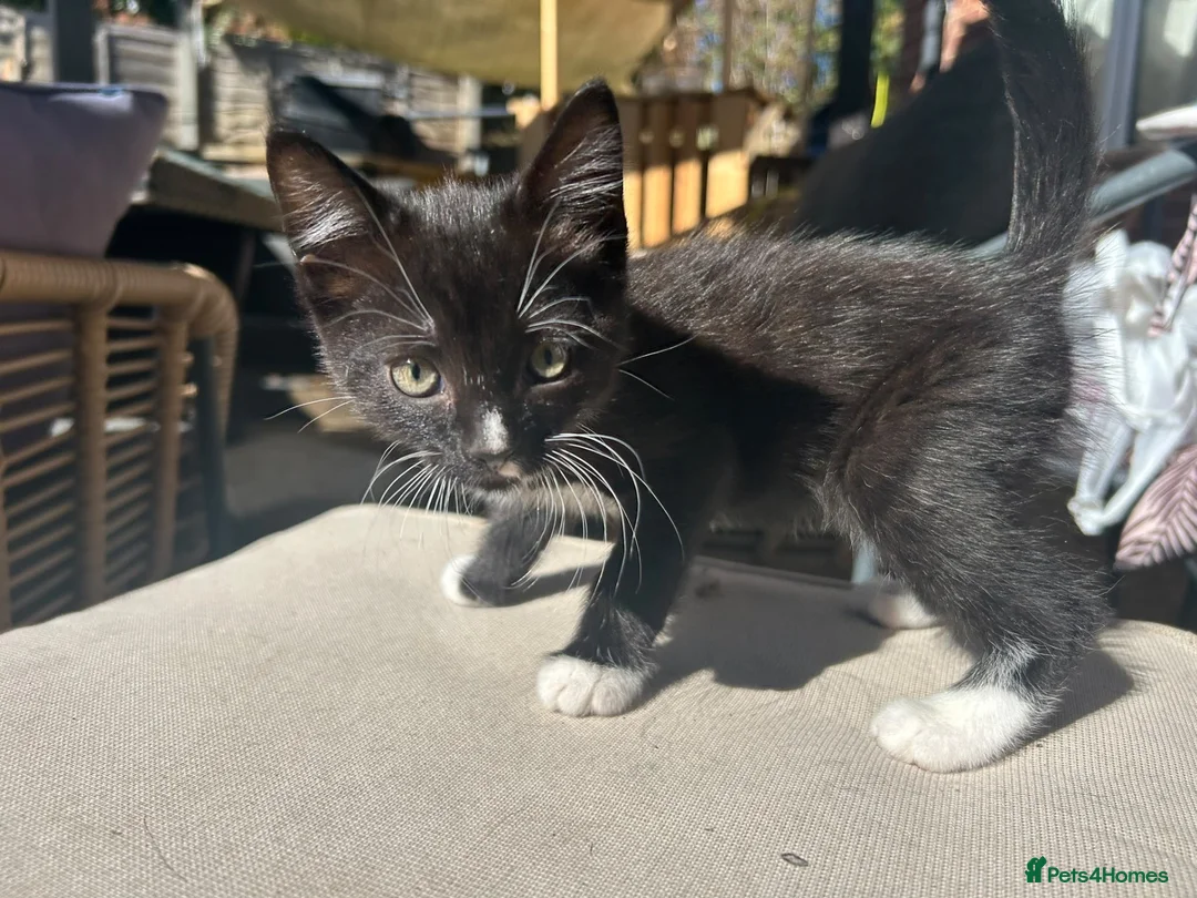 Mixed Breed cats for sale: Short haired black, black and white male kittens  - Advert 5