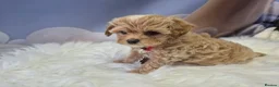 Maltipoo dogs for sale: Stunning Toy Asian & Korean F1 Maltipoo Apricot - Advert 26