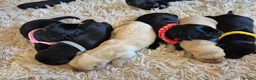 Labrador Retriever dogs for sale: Pedigree Labrador Puppies ready 10th September  - Advert 13