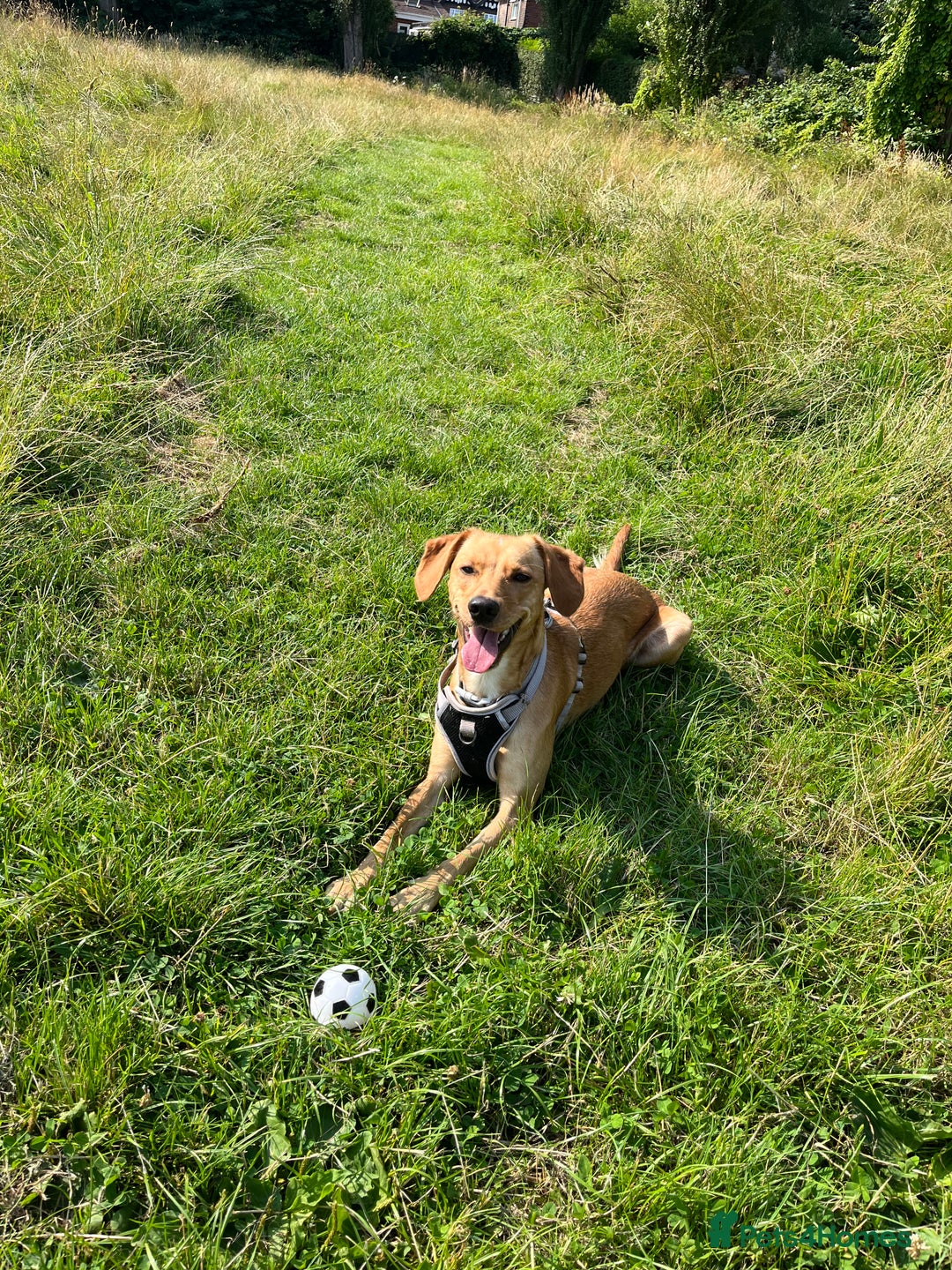 Mixed Breed dogs for sale: Female cocker spaniel X Whippet  - Image 3