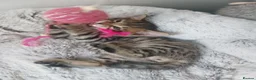 Bengal cats for sale: Bengals kittens - Advert 22