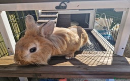 Lionhead rabbits for sale: Lionhead rabbit  - Image 9