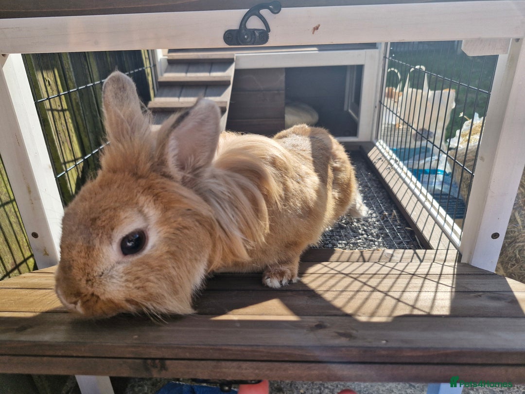 Lionhead rabbits for sale: Lionhead rabbit  - Image 9