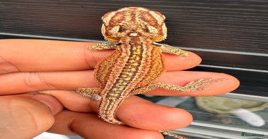 Bearded Dragon reptiles - Advert 13