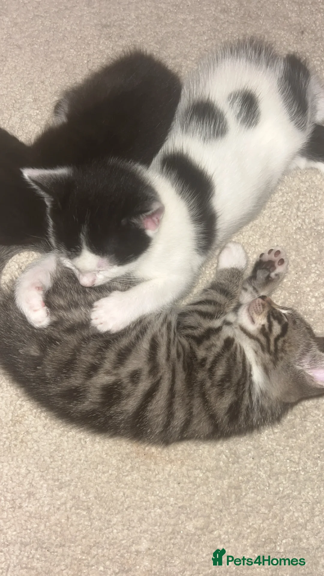 Mixed Breed cats for sale: Beautiful kittens  in London - Advert 2