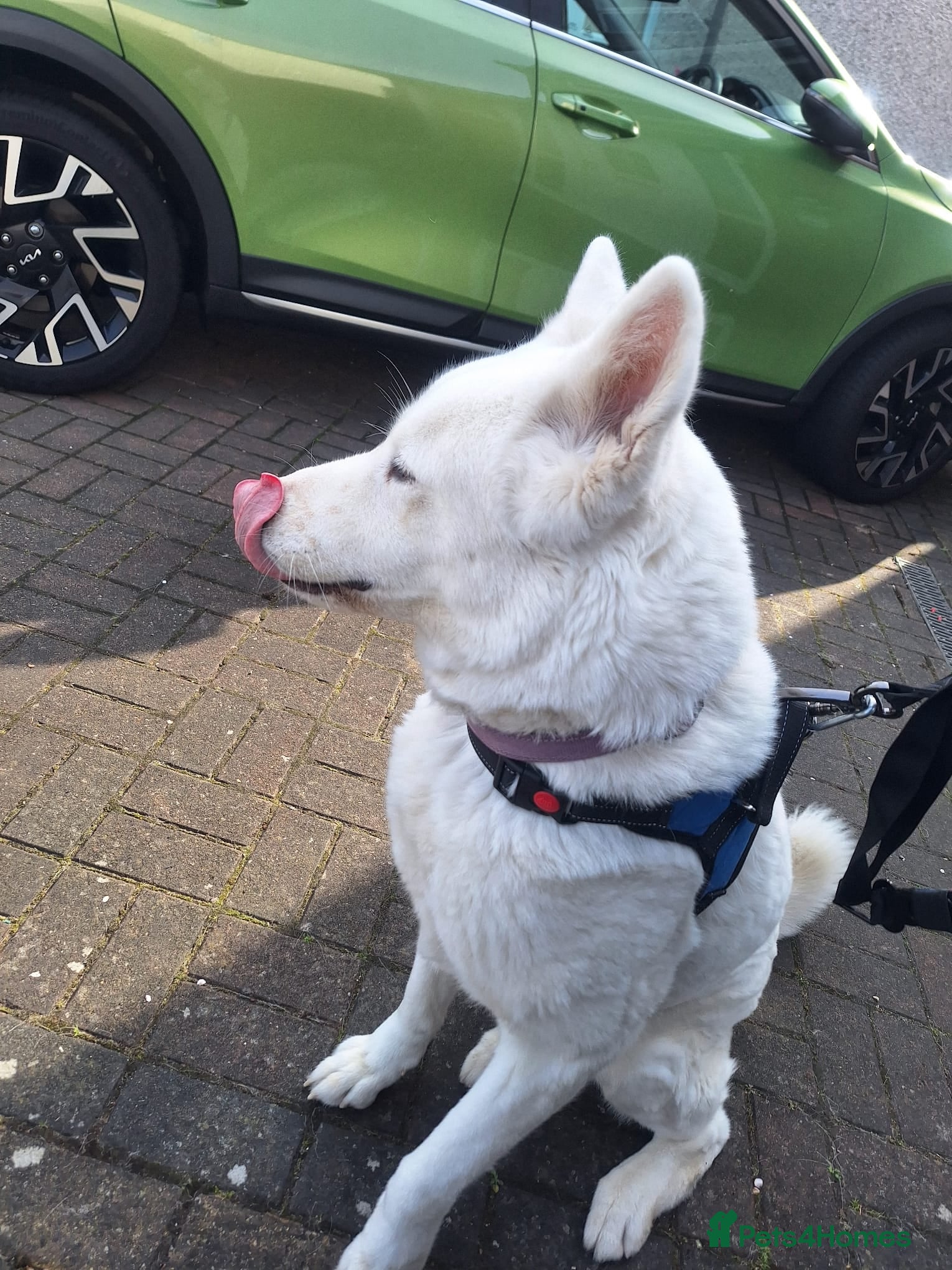 Akita dogs Akita - Advert 14