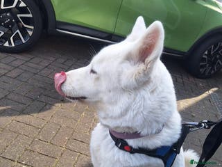 Akita dogs Akita - Advert 19