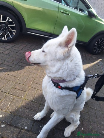 Akita dogs Akita - Advert 1