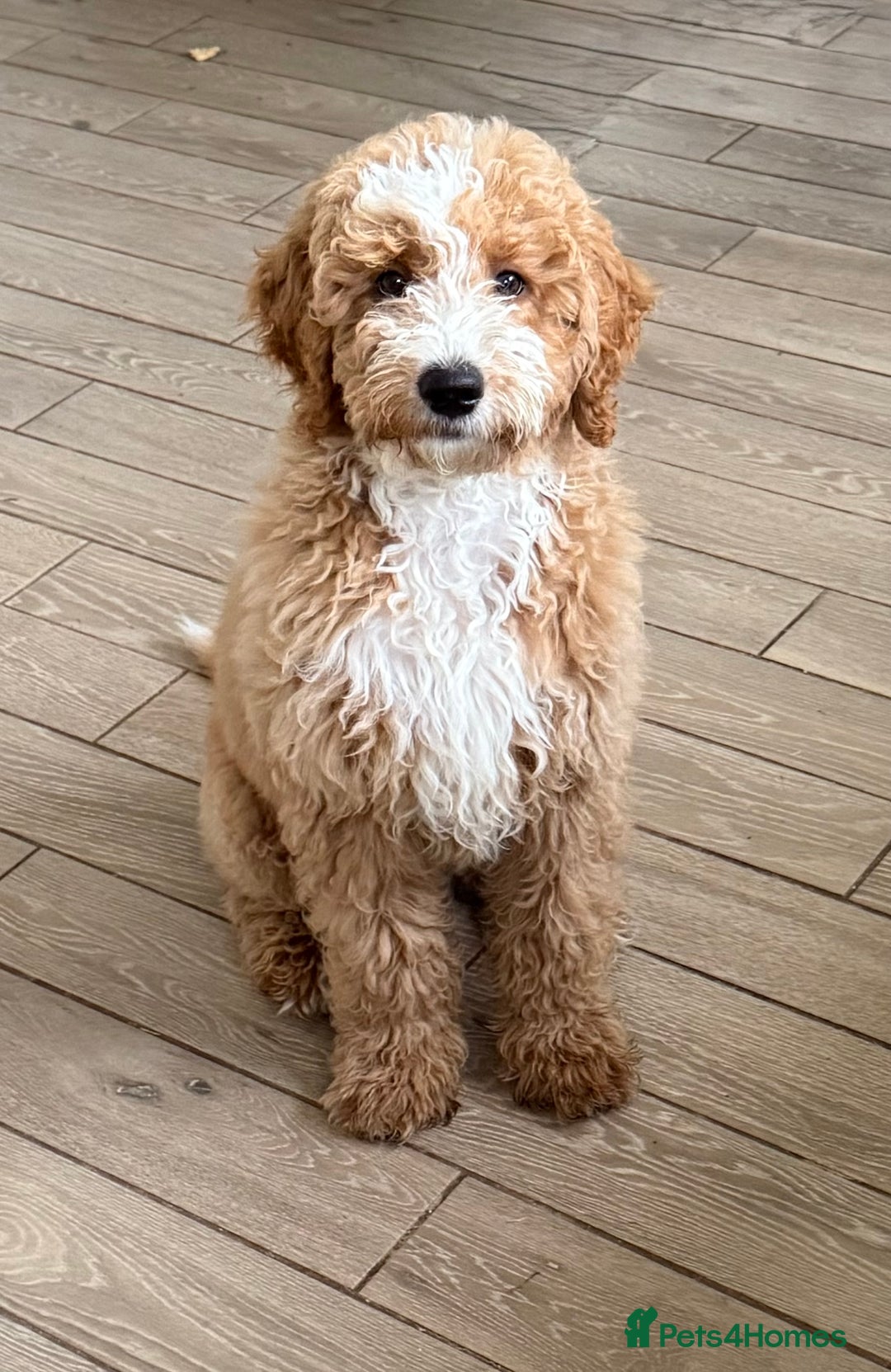 Mixed Breed dogs for sale: ❤️Teddy- Australian Golden Double Doodle ❤️ - Advert 14