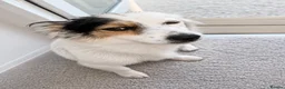 Mixed Breed dogs for sale: Beautiful half jack half terrier puppies - Advert 2
