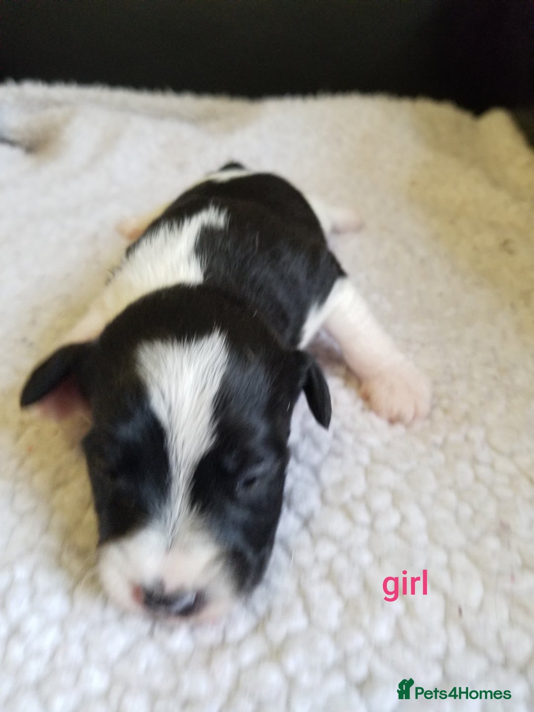 Jackapoo dogs for sale: Jackapoo puppies - Image 7