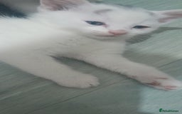 Mixed Breed cats for sale: Kittens ready now - Image 6