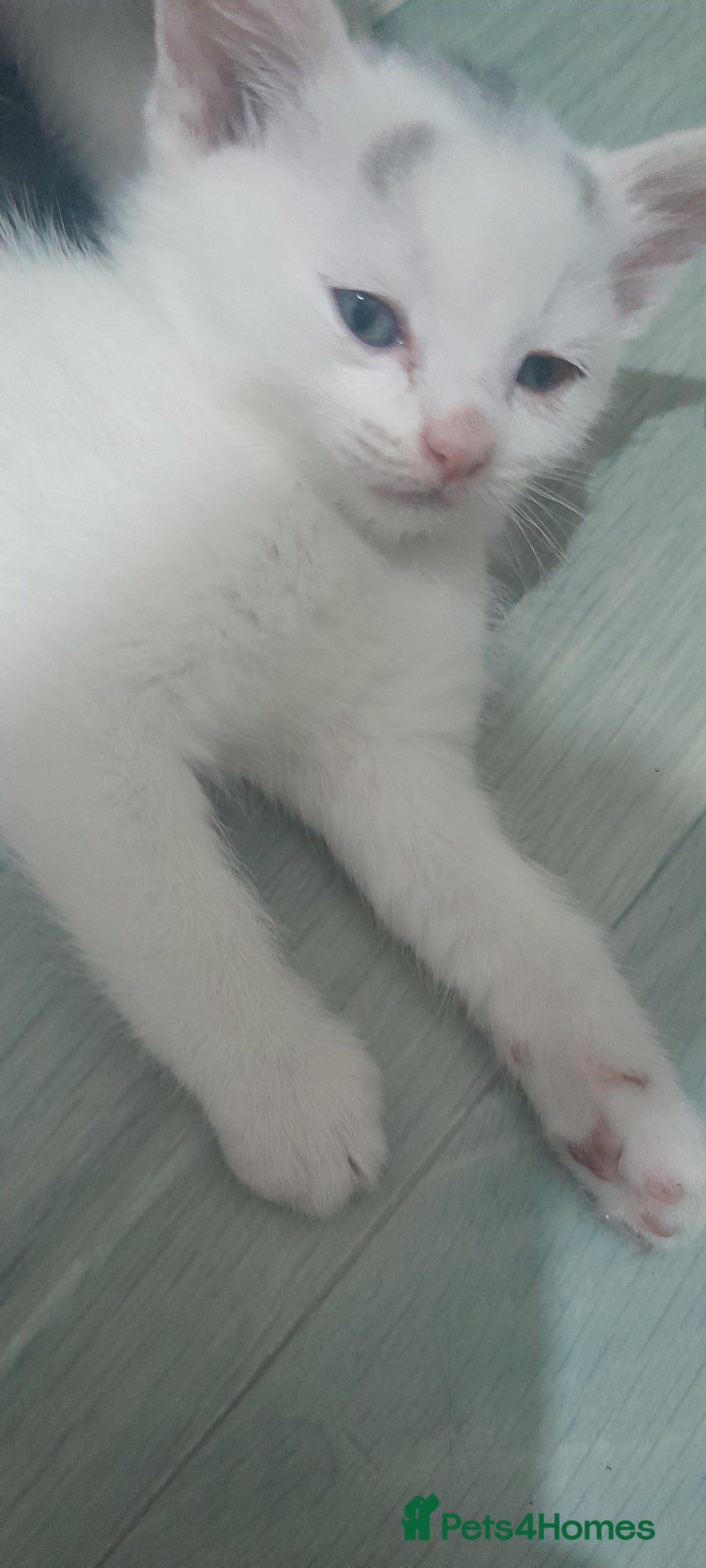 Mixed Breed cats for sale: Kittens ready now - Image 6