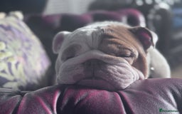 English Bulldog dogs for sale: Rehoming of Gorgeous Bulldog - Image 4