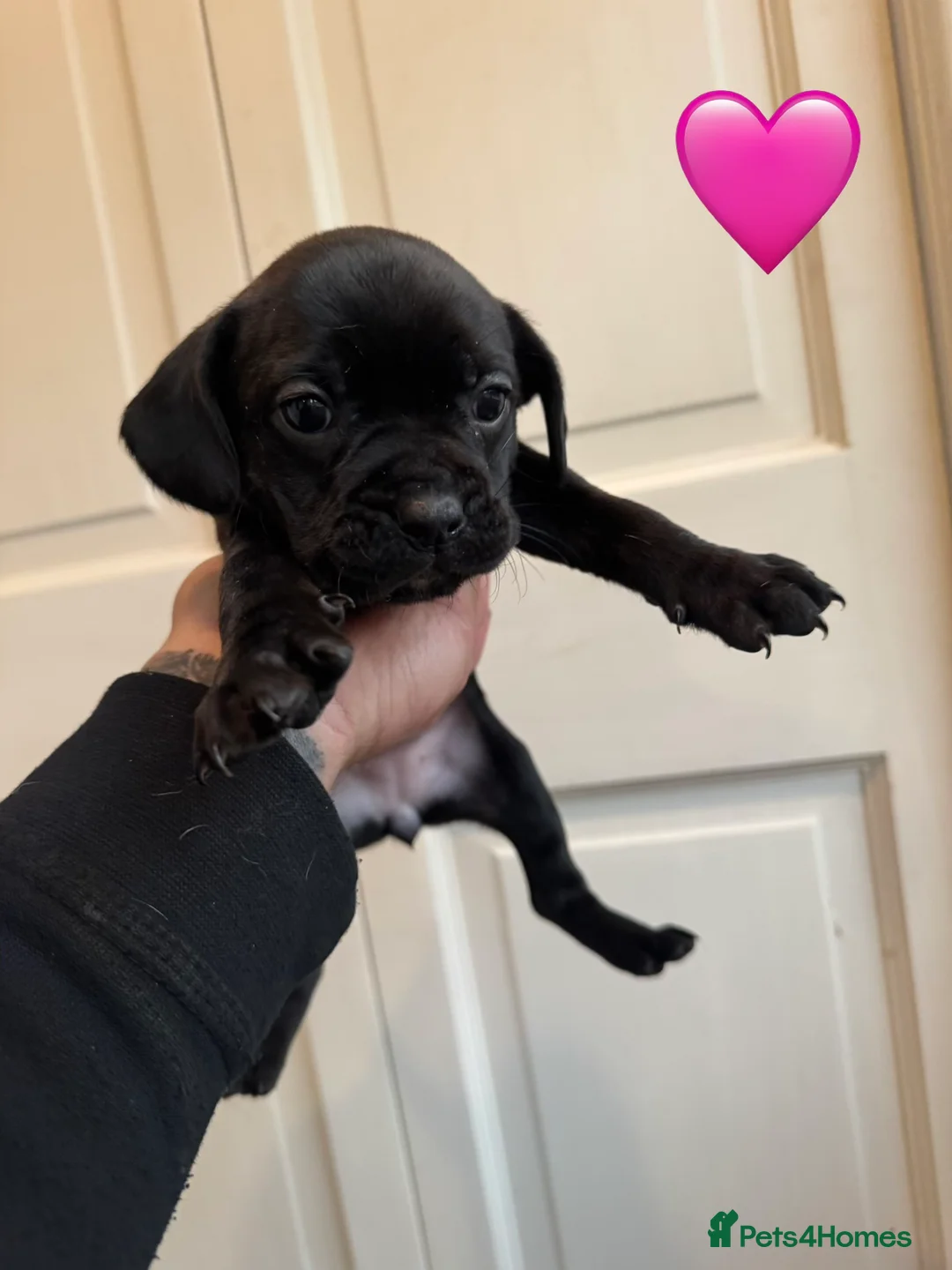 Mixed Breed dogs for sale: French bulldog x springer spaniel pups - Advert 2