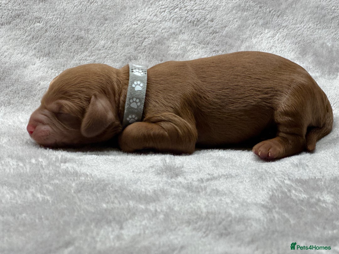 Cockapoo dogs for sale: Red Mini Cockapoo Puppies-Ready - 14 of January  - Advert 8