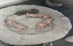 American Bully dogs for sale: REBULA X MC MERLIN POCKET BULLYS PUPS - Image 1