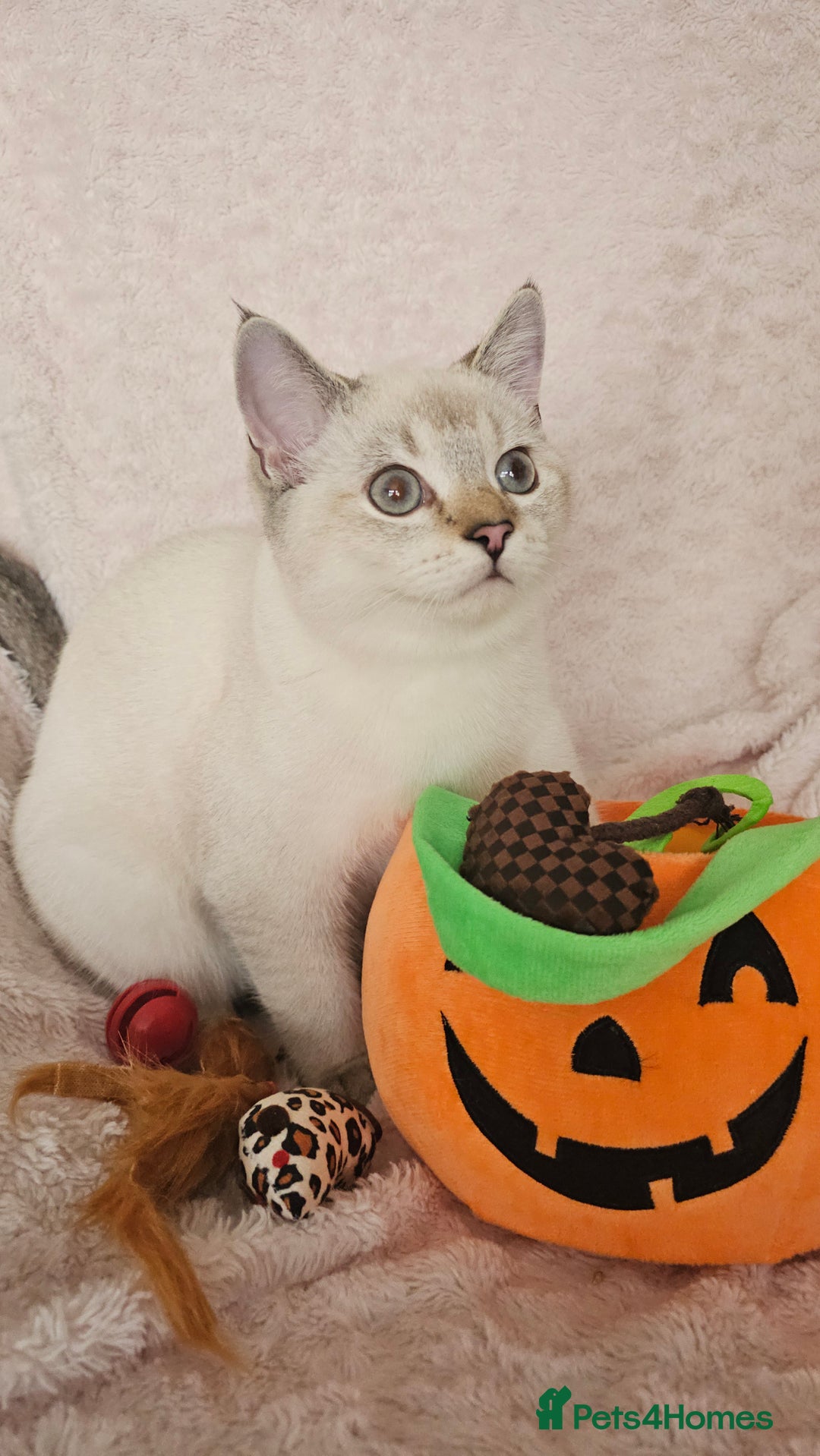 Scottish Fold cats for sale: 😸 Scottish Fold pedigree kittens😸 - Advert 8